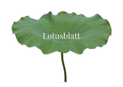 Lotusblatt w